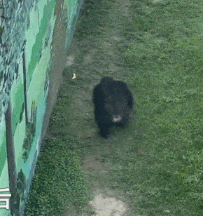 游客拖鞋掉进猩猩园<strong></p>
<p>币猩猩</strong>，被大猩猩精准扔回！