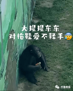 游客拖鞋掉进猩猩园<strong></p>
<p>币猩猩</strong>，被大猩猩精准扔回！