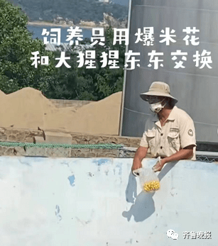 游客拖鞋掉进猩猩园<strong></p>
<p>币猩猩</strong>，被大猩猩精准扔回！