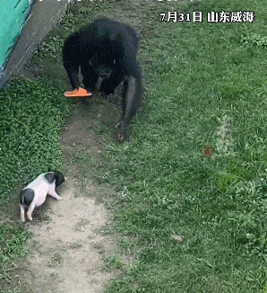 游客拖鞋掉进猩猩园<strong></p>
<p>币猩猩</strong>，被大猩猩精准扔回！