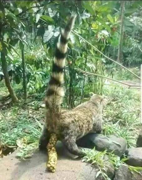 这些猫猫的屎<strong></p>
<p>屎币</strong>，据说很珍贵
