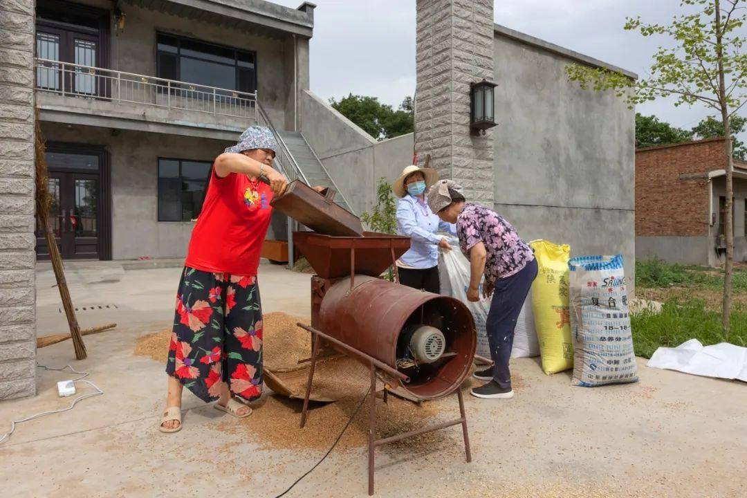 【人文纪实】津门网徐胜君：麦收季节