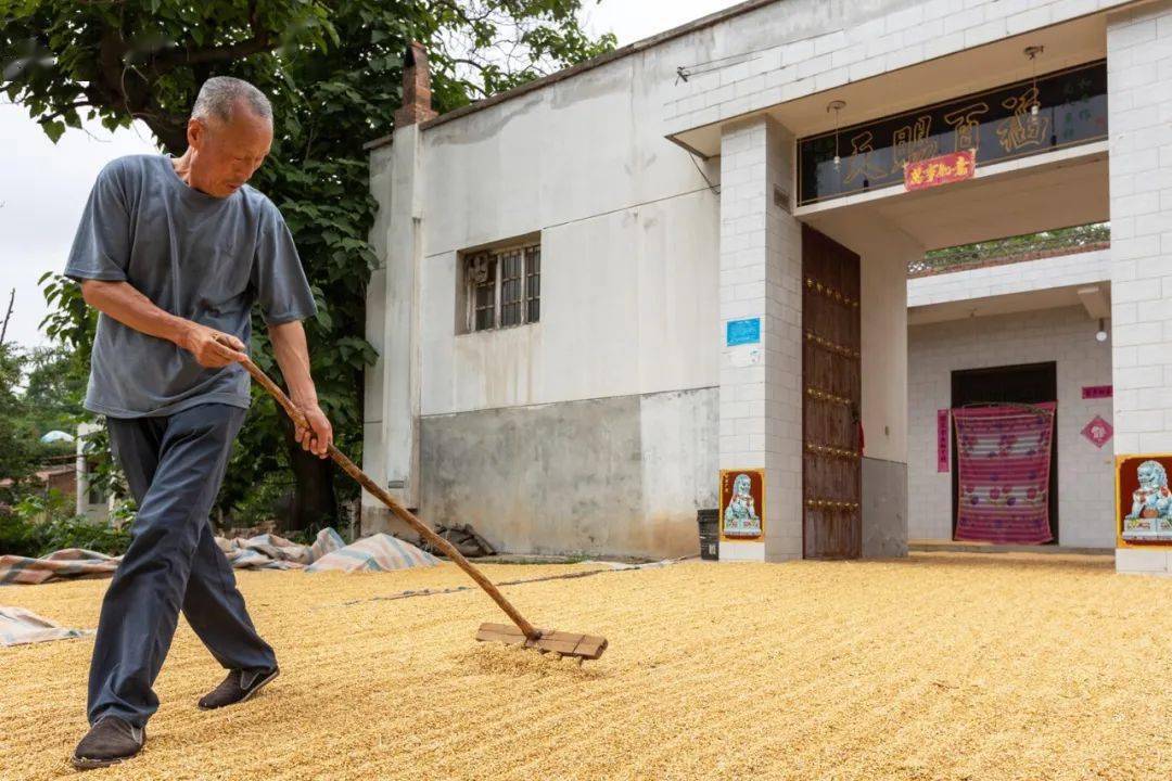 【人文纪实】津门网徐胜君：麦收季节