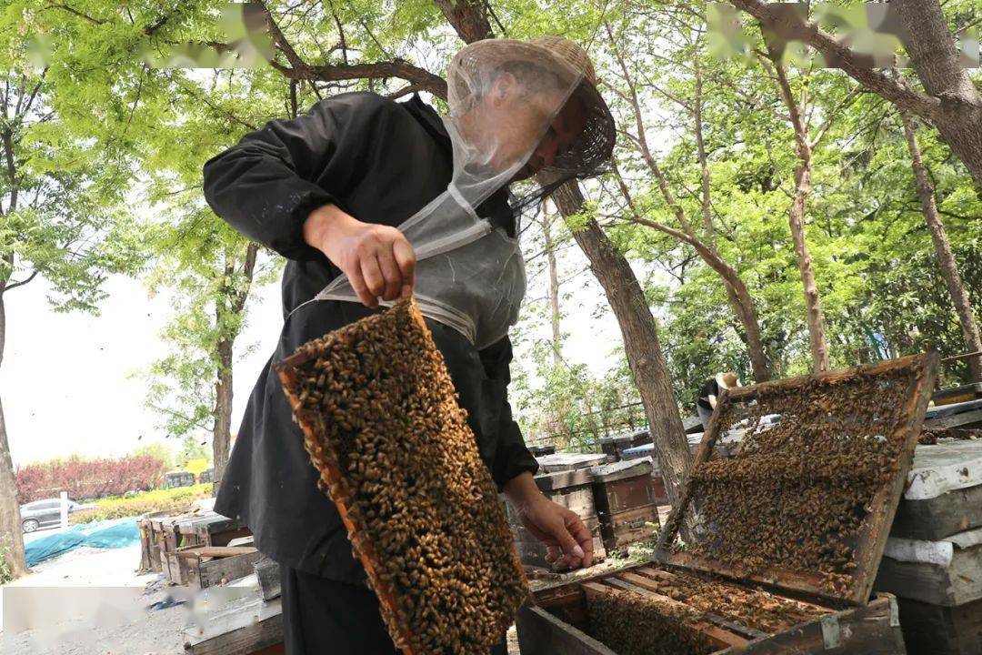 【人文纪实】津门网李克君：追花而驻养蜂人