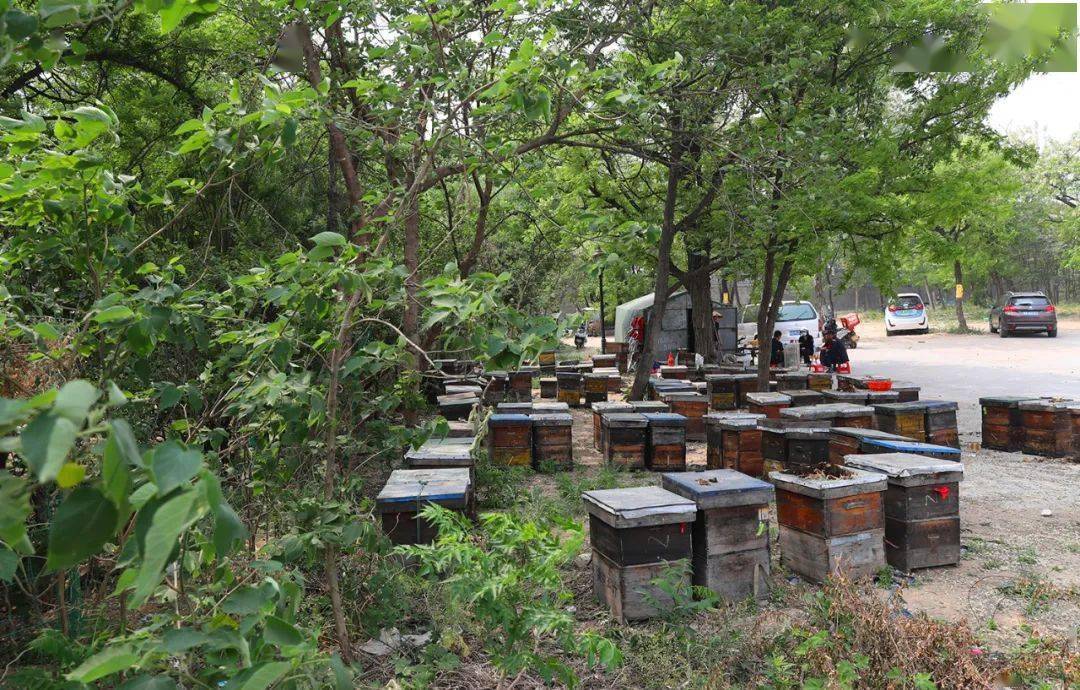【人文纪实】津门网李克君：追花而驻养蜂人