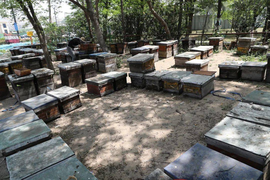 【人文纪实】津门网李克君：追花而驻养蜂人