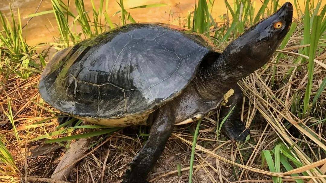 -马来潮龟《Southern river terrapin》