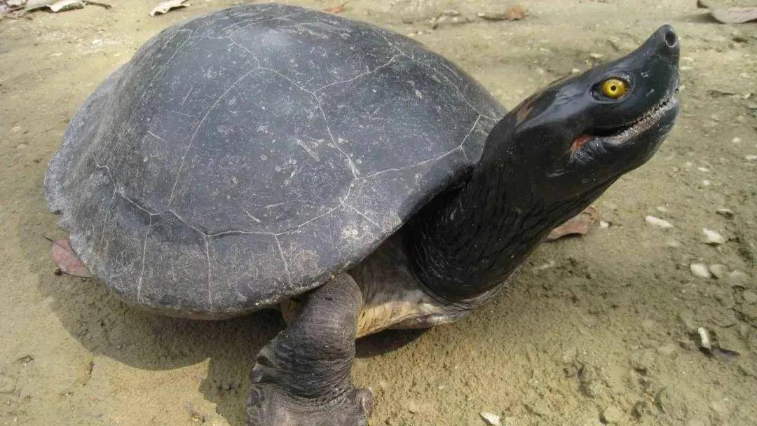 -马来潮龟《Southern river terrapin》