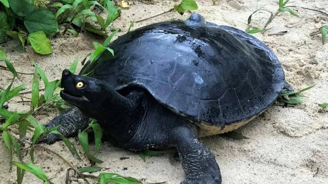 -马来潮龟《Southern river terrapin》