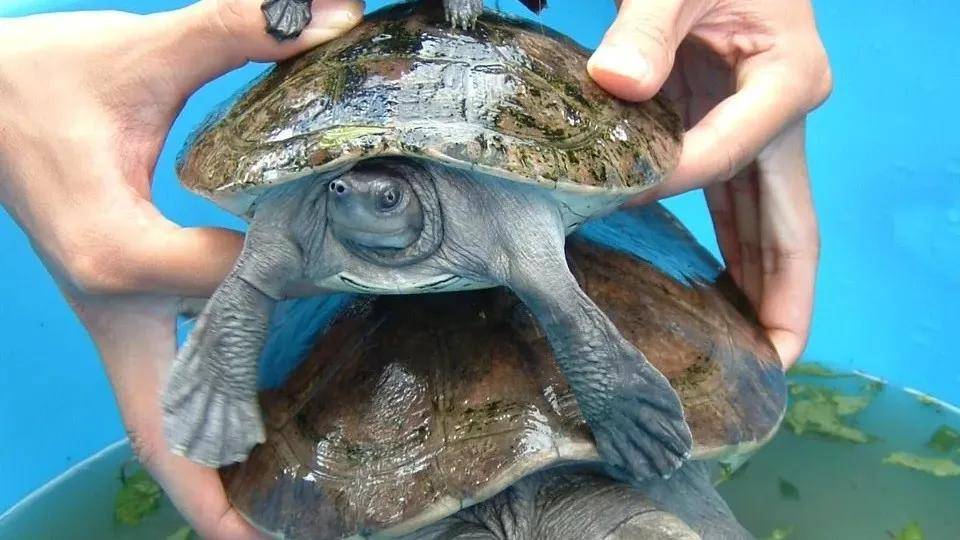 -马来潮龟《Southern river terrapin》