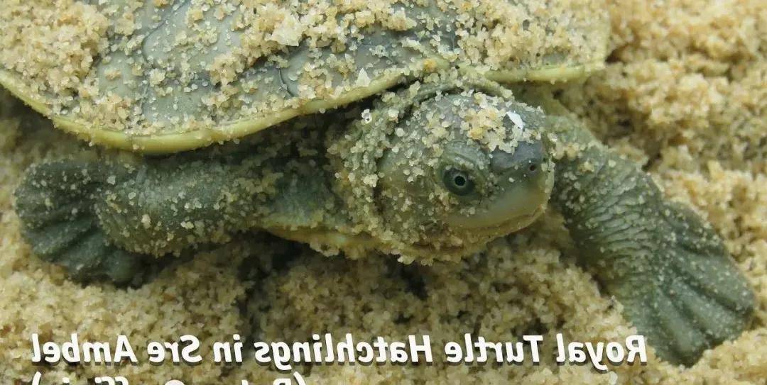 -马来潮龟《Southern river terrapin》