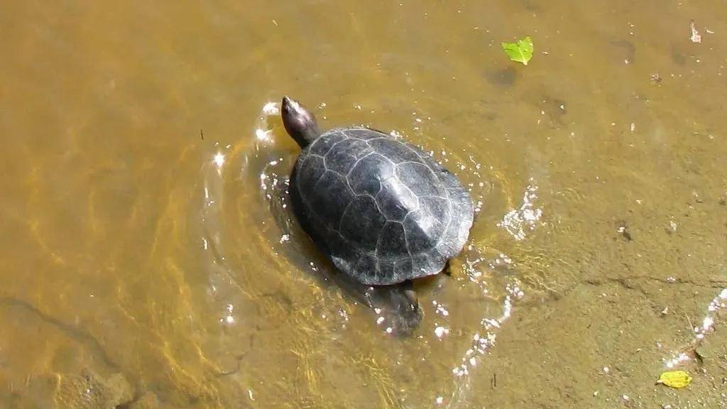 -马来潮龟《Southern river terrapin》
