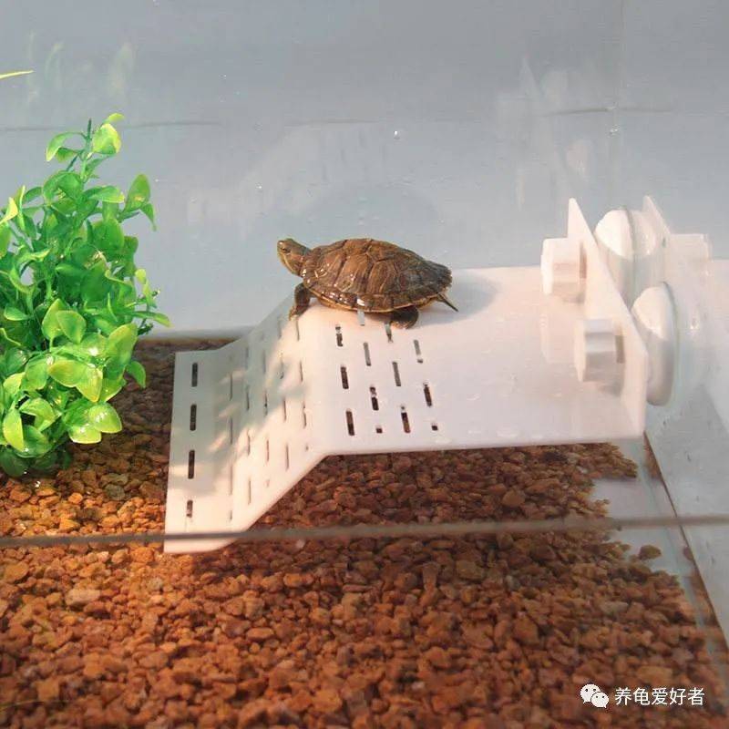 大龟、小龟<strong></p>
<p>龟币</strong>，饲养上居然还有区别？