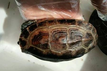 龟龟正确的晒背方式<strong></p>
<p>龟币</strong>，你做对了吗？
