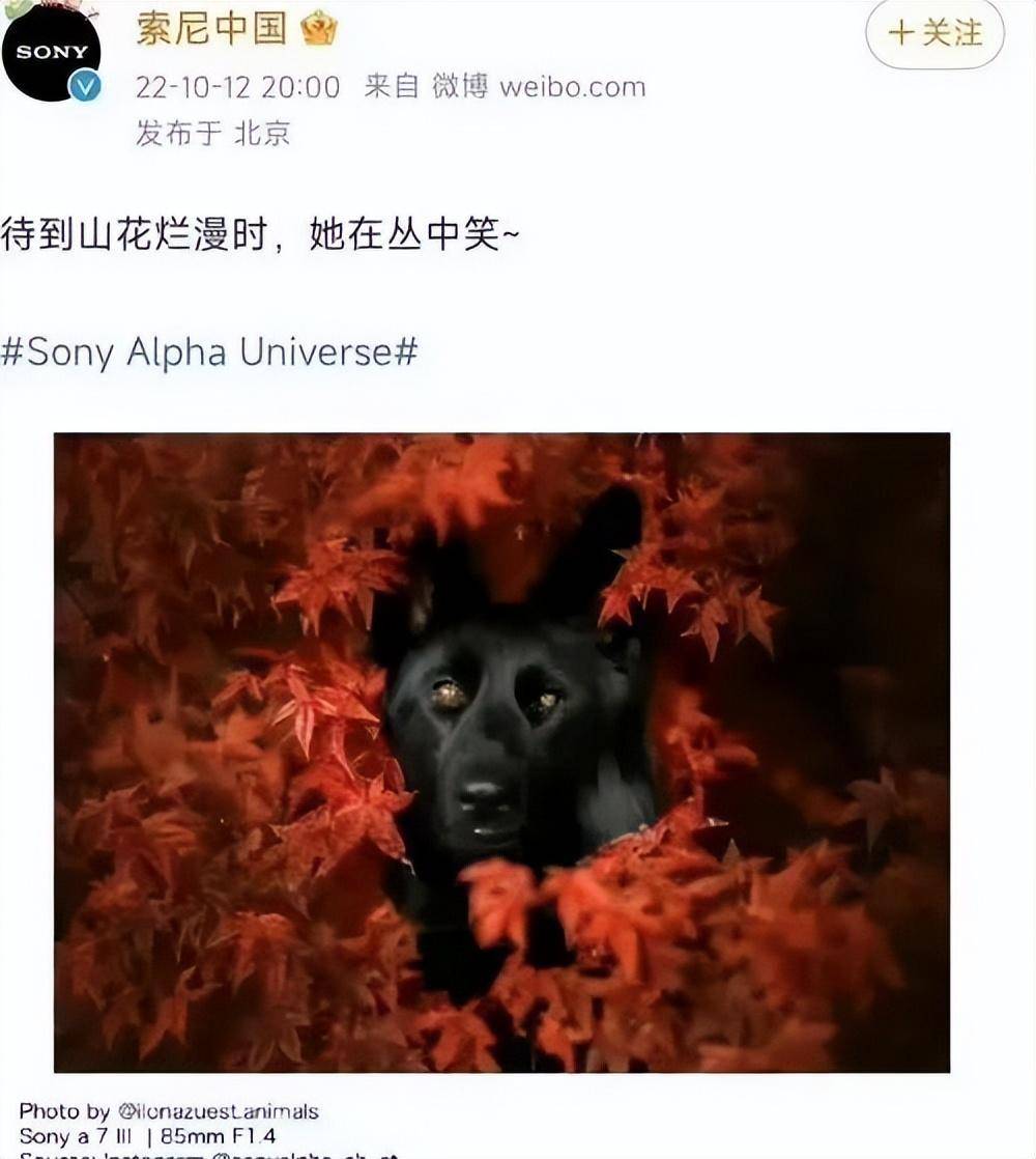 因涉嫌侮辱邱少云<strong></p>
<p>伟人币</strong>，索尼公司被微博禁言，该！