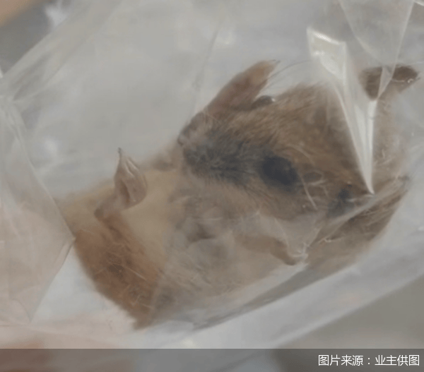 老鼠乱窜、直饮水发黄<strong></p>
<p>软件的优点</strong>，北京业主千万元买的和锦诚园居然是这样