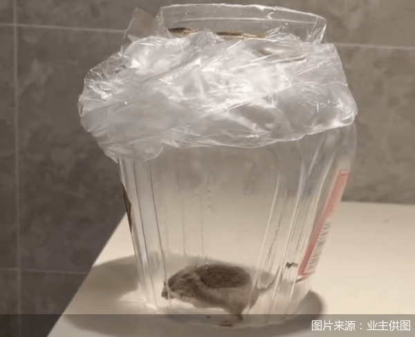 老鼠乱窜、直饮水发黄<strong></p>
<p>软件的优点</strong>，北京业主千万元买的和锦诚园居然是这样