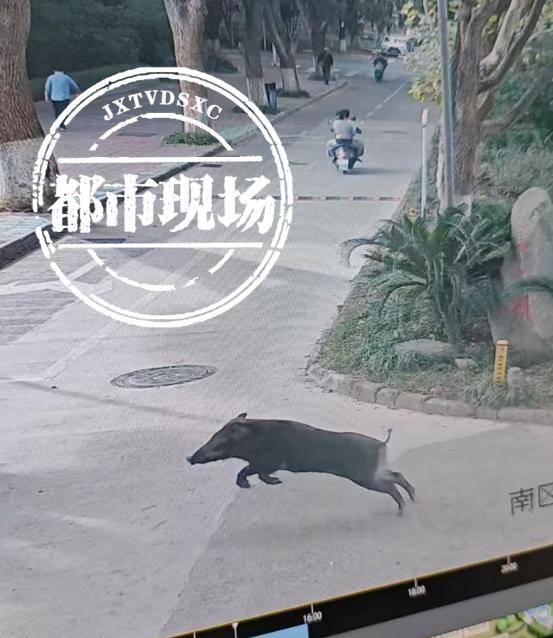 江西一高校惊现野猪<strong></p>
<p>eth币前景</strong>，最后在食堂被成功抓获