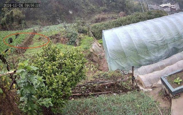 六问“老人在家被野猪咬死”：捕猎队有无授权<strong></p>
<p>华夏货币</strong>，要担责吗，是否赔偿？