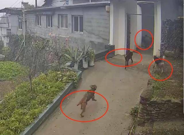六问“老人在家被野猪咬死”：捕猎队有无授权<strong></p>
<p>华夏货币</strong>，要担责吗，是否赔偿？