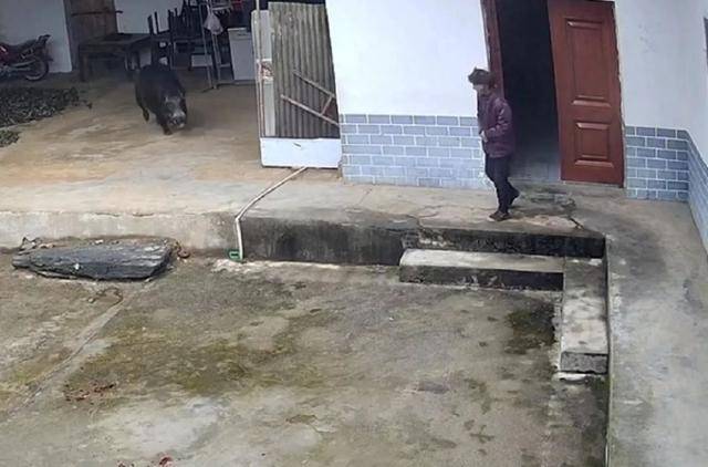 六问“老人在家被野猪咬死”：捕猎队有无授权<strong></p>
<p>华夏货币</strong>，要担责吗，是否赔偿？