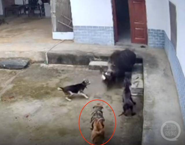 六问“老人在家被野猪咬死”：捕猎队有无授权<strong></p>
<p>华夏货币</strong>，要担责吗，是否赔偿？