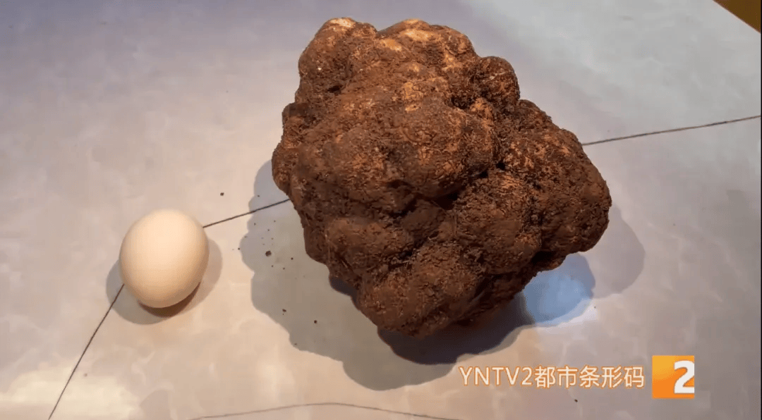 昆明一村民挖到1.7公斤超大松露<strong></p>
<p>货币投机家</strong>！“看都看不够”