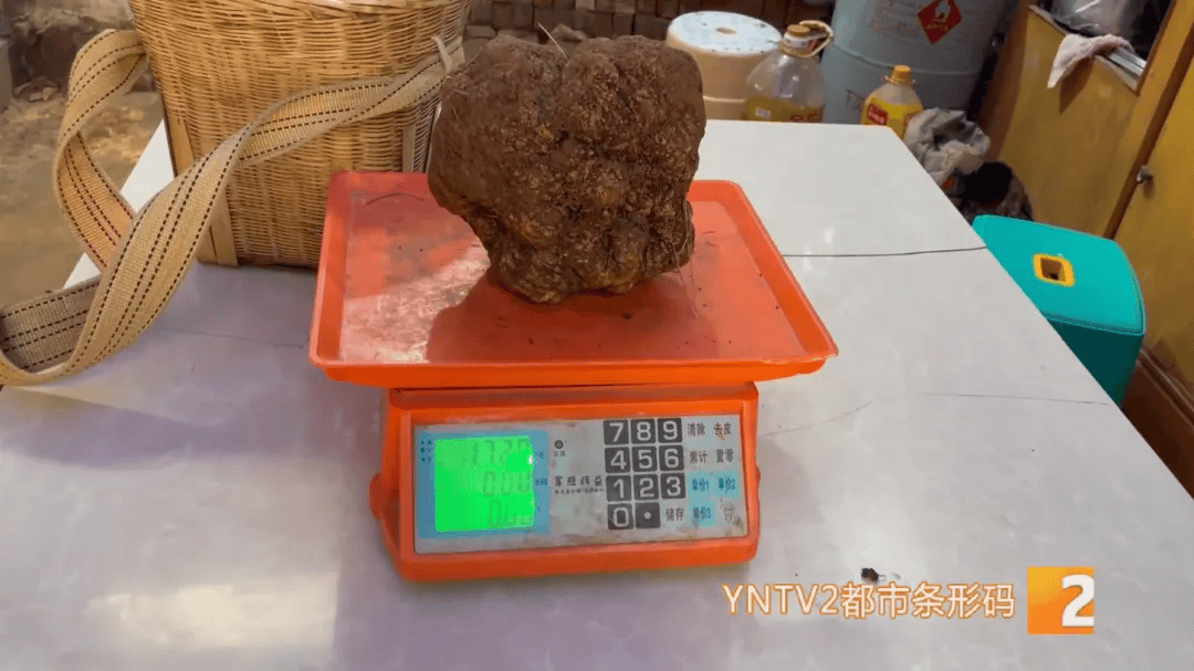 昆明一村民挖到1.7公斤超大松露<strong></p>
<p>货币投机家</strong>！“看都看不够”