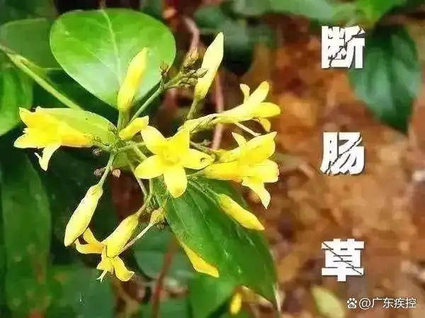 广东一老人买药材煲汤中毒身亡 当地：店铺误售断肠草<strong></p>
<p>v币网</strong>，老板被拘留