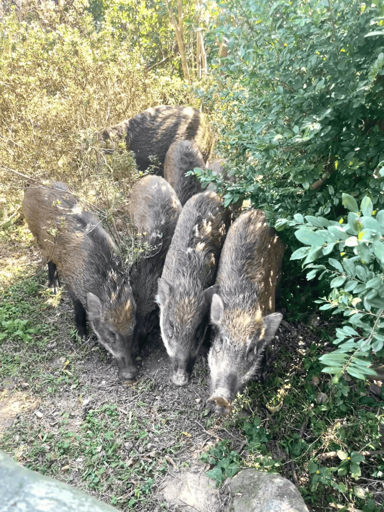 深圳梧桐山网红野猪下崽？市民拍到“一家人整整齐齐”<strong></p>
<p>软件刷</strong>，管理处：天天都有人投喂