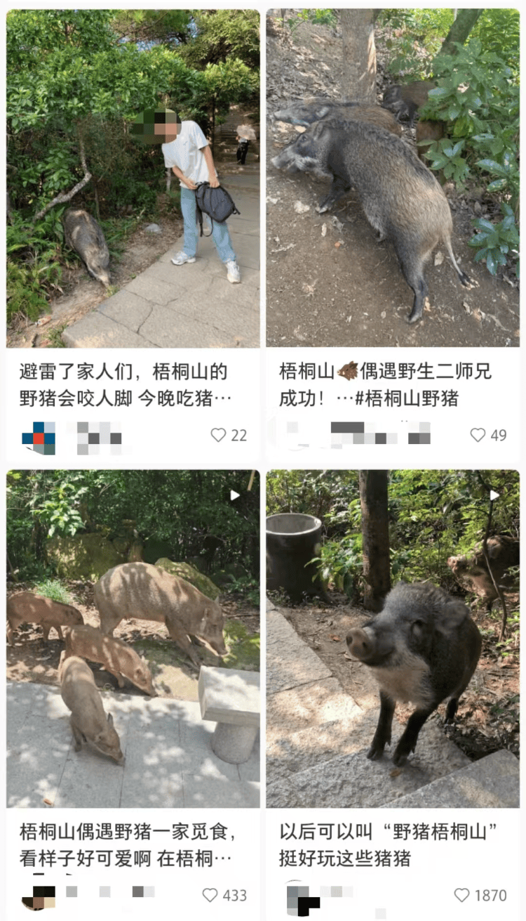 深圳梧桐山网红野猪下崽？市民拍到“一家人整整齐齐”<strong></p>
<p>软件刷</strong>，管理处：天天都有人投喂