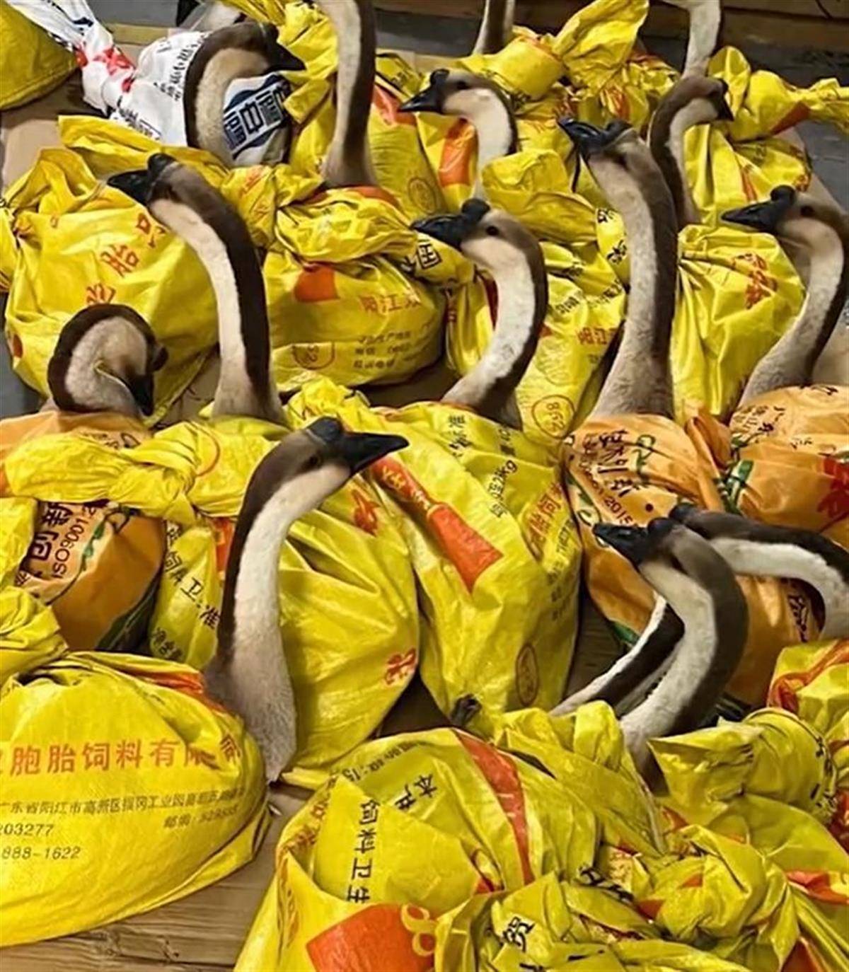 河南一公司给60多名员工每人发一头羊<strong></p>
<p>世界货币份额</strong>，员工：太实在了，跟着老板有肉吃！