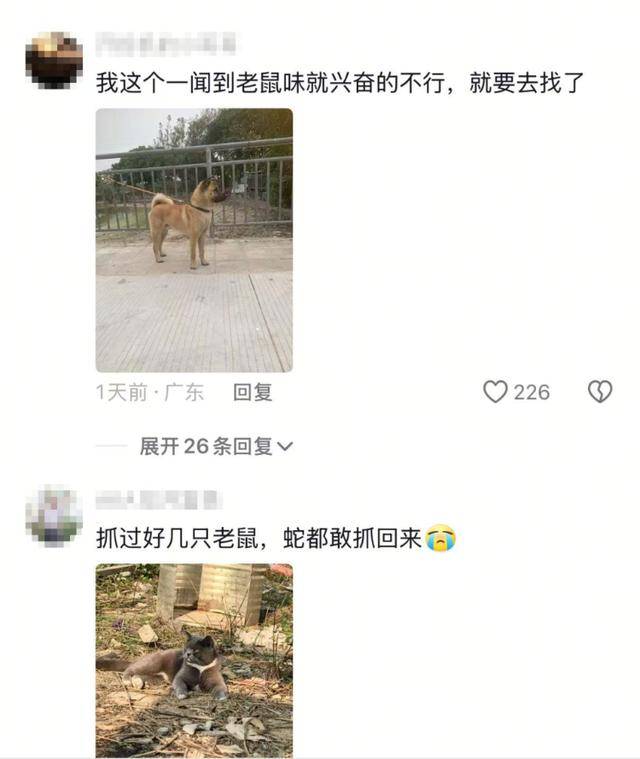 老鼠掉进泳池<strong></p>
<p>数字货币交易app</strong>，广东大叔出动鸡猫狗团队，结果全被老鼠吓跑！网友坐不住纷纷晒战绩