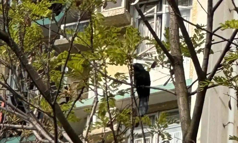 “周末想睡个懒觉都不行”<strong></p>
<p>数字货币交易所投资</strong>，有多少深圳人被这种鸟吵到神经衰弱