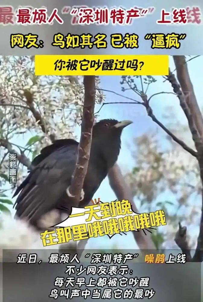 “周末想睡个懒觉都不行”<strong></p>
<p>数字货币交易所投资</strong>，有多少深圳人被这种鸟吵到神经衰弱
