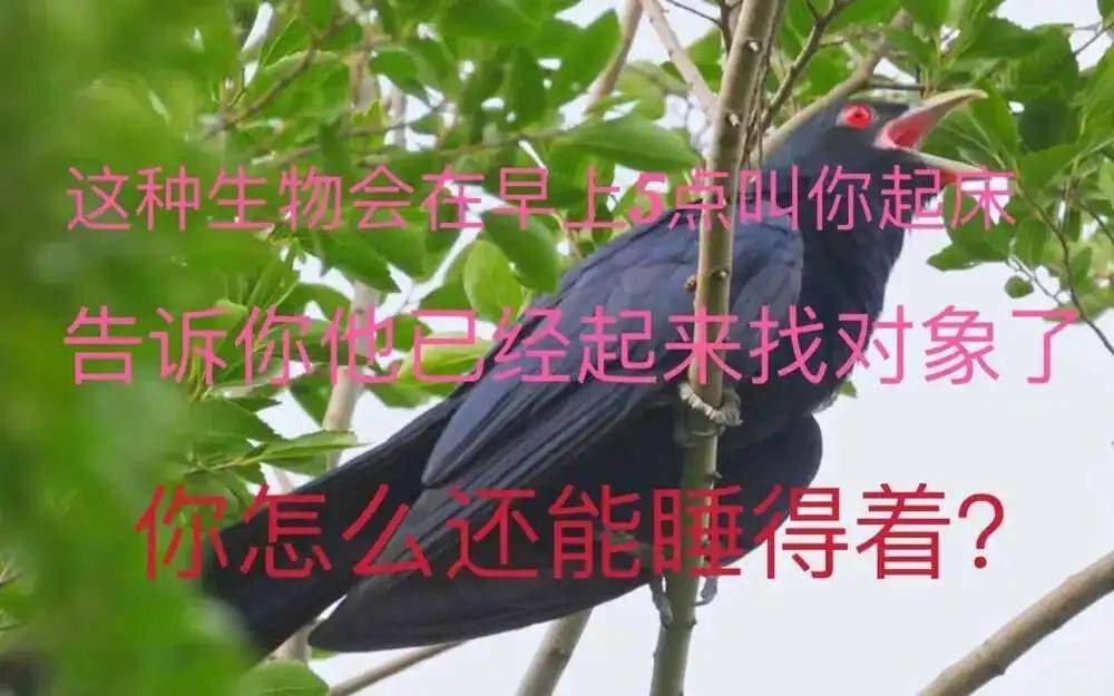 “周末想睡个懒觉都不行”<strong></p>
<p>数字货币交易所投资</strong>，有多少深圳人被这种鸟吵到神经衰弱