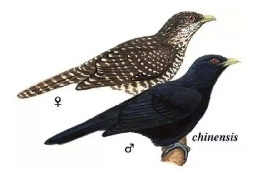 “周末想睡个懒觉都不行”<strong></p>
<p>数字货币交易所投资</strong>，有多少深圳人被这种鸟吵到神经衰弱