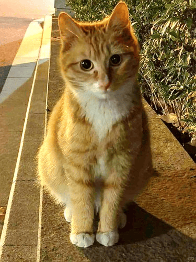 南京大学校庆日“校猫”被钢珠打碎头骨？校保卫处：看了一夜监控<strong></p>
<p>比特币交易信息平台</strong>，暂未锁定嫌疑人