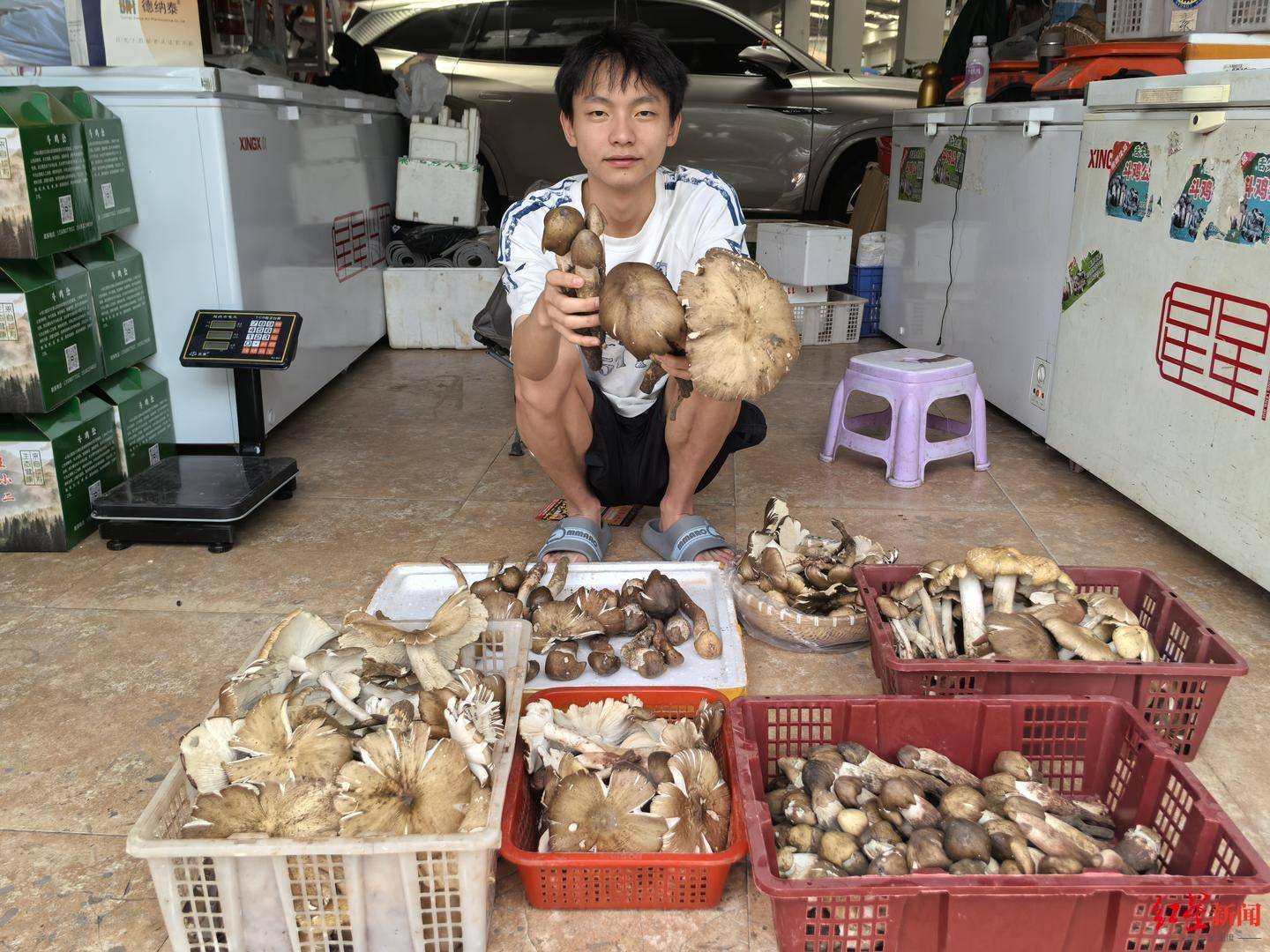 “天价”鸡枞调查：最贵卖到1800元/公斤！雨水少致产量低<strong></p>
<p>以太坊价格</strong>，多地价高客少