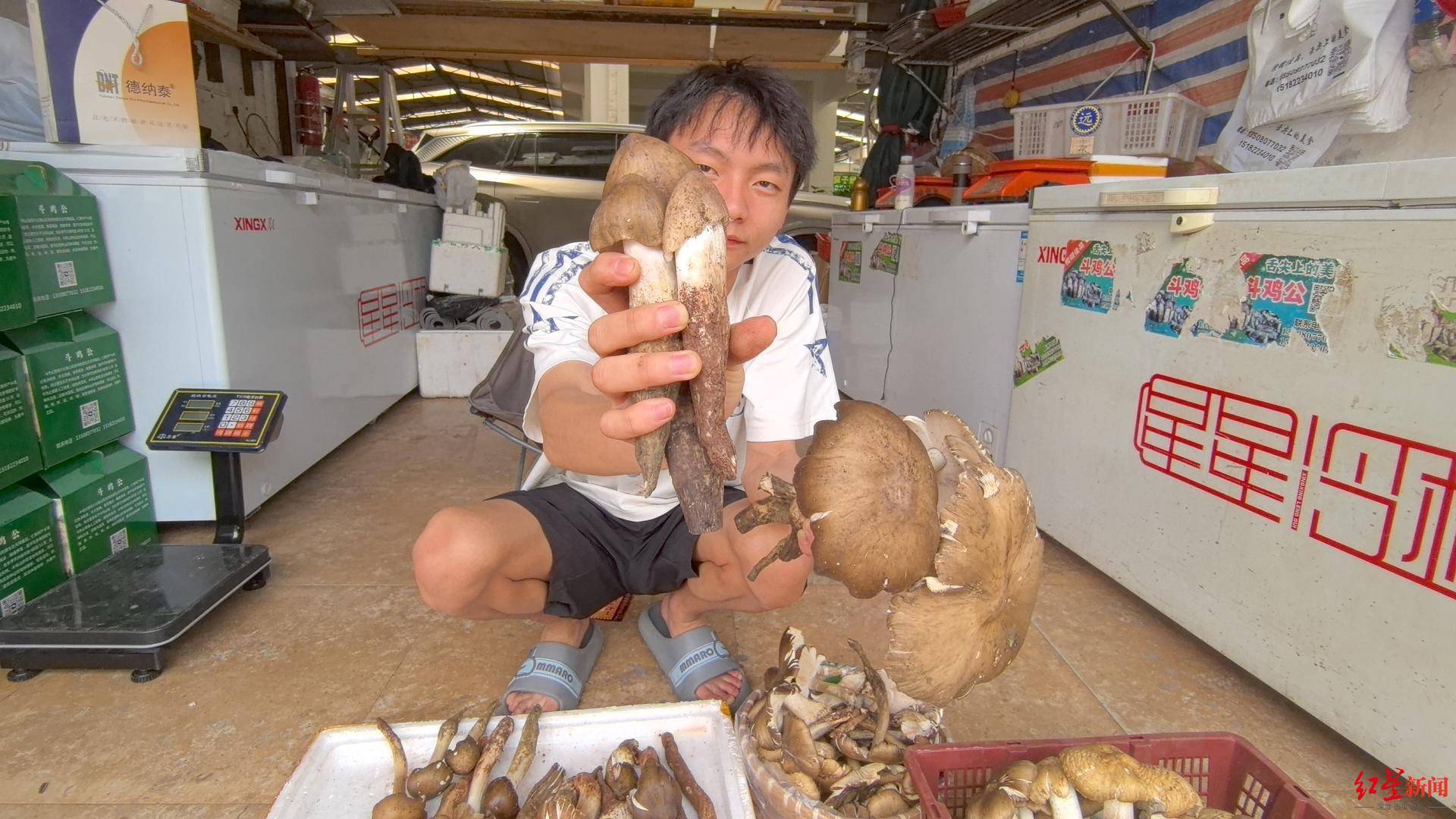“天价”鸡枞调查：最贵卖到1800元/公斤！雨水少致产量低<strong></p>
<p>以太坊价格</strong>，多地价高客少