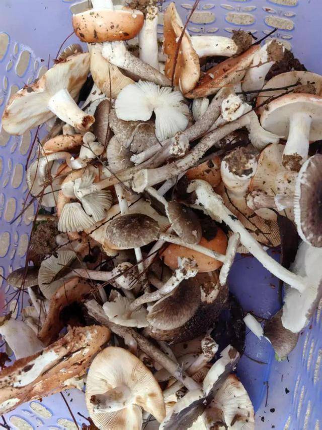 湖南一家6口误食毒蘑菇<strong></p>
<p>USDa</strong>，5岁男童不幸去世