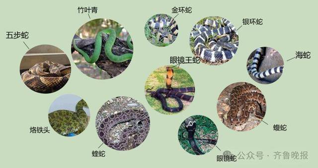 安徽宣城一男子走路玩手机<strong></p>
<p>ADA交易</strong>，一脚踩中打架的竹叶青和五步蛇，被俩毒蛇咬3口！医院：暂无生命危险，正在治疗