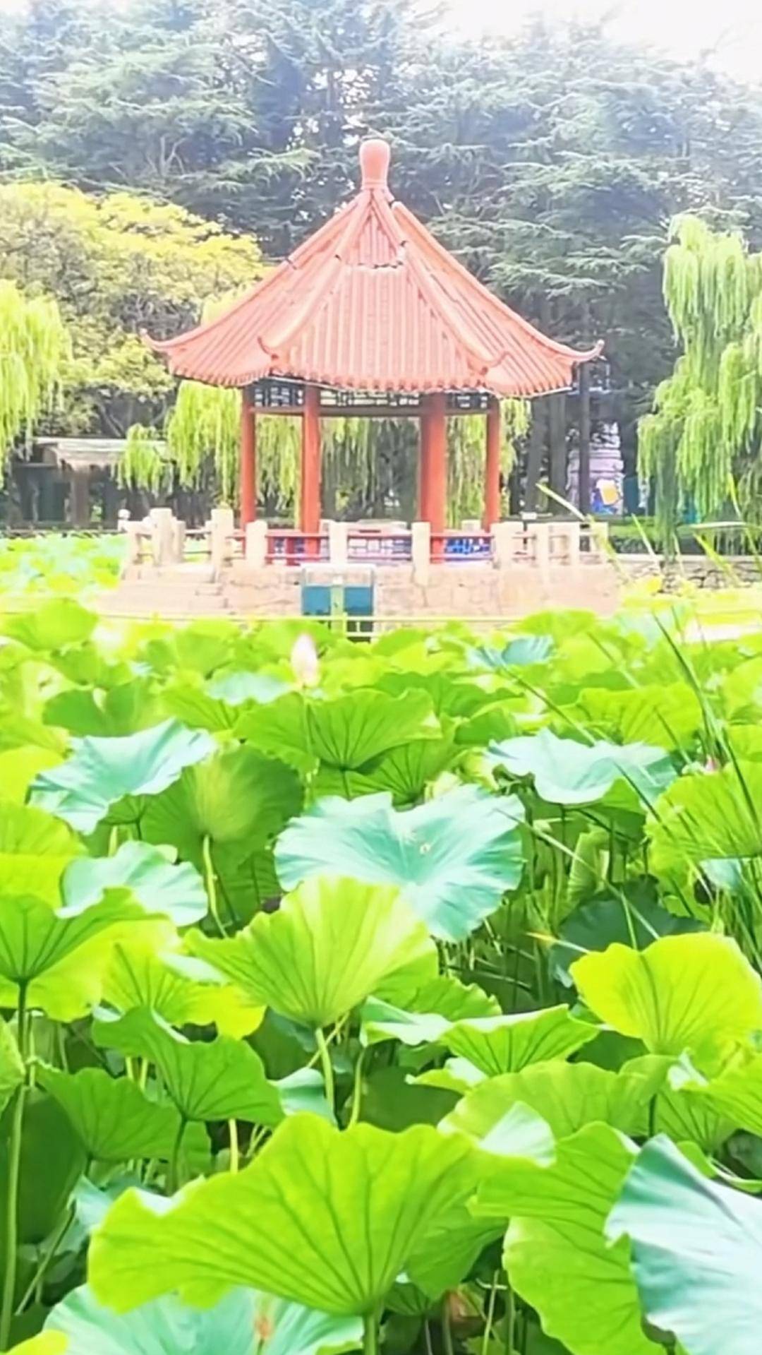 青岛中山公园一凉亭突然倒塌：一年前刚完成修缮<strong></p>
<p>BCH交易</strong>，园方称无伤亡原因待查
