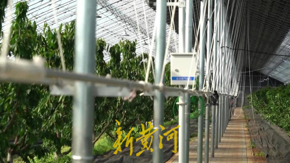 潍坊临朐：30.77 亿元<strong></p>
<p>莱特币交易</strong>！“红玛瑙”大樱桃何以成乡村振兴“甜蜜引擎”