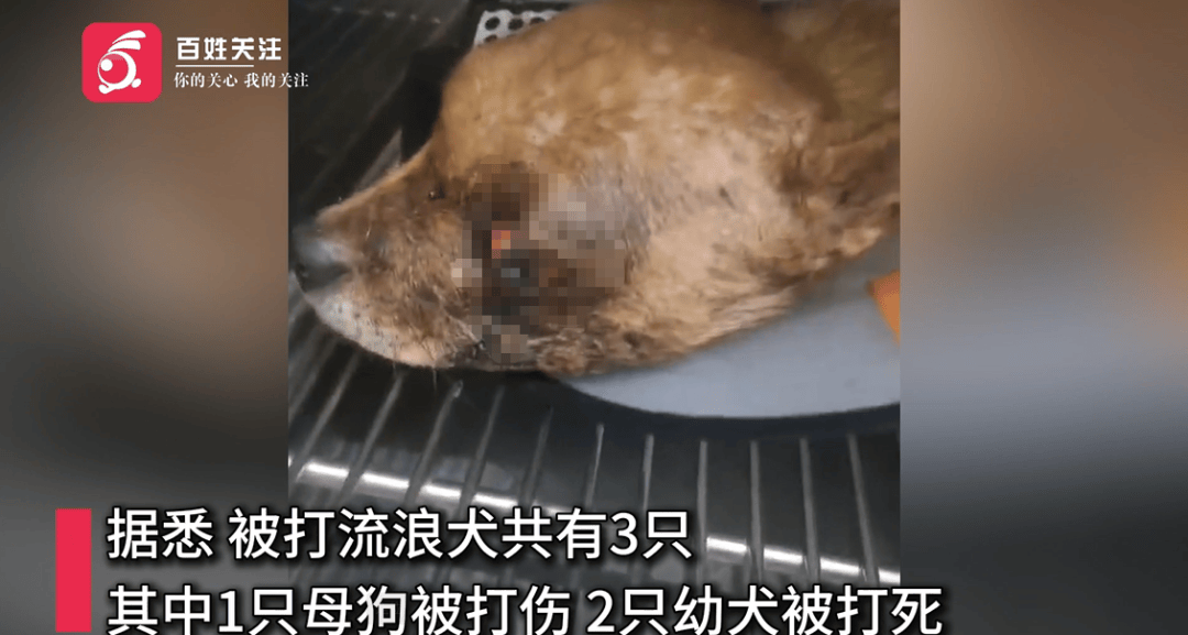 保安称“经常咬人”打死流浪犬<strong></p>
<p>OKEx交易所</strong>，居民上门讨说法：这个门卫穷凶极恶