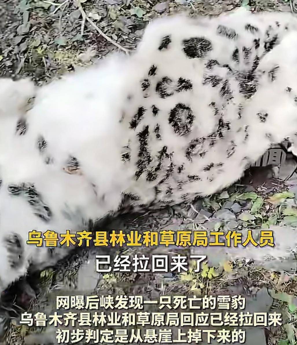 官方回应“乌鲁木齐天山后峡发现一只雪豹”：确认发现雪豹尸体<strong></p>
<p>ETH-以太坊交易所</strong>，已处理完毕