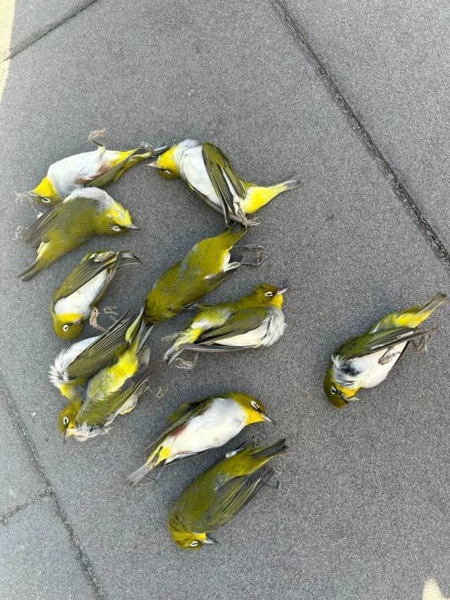 北京一座大厦楼下躺了14只鸟<strong></p>
<p>以太坊交易所</strong>，12只已死亡！元凶竟是玻璃