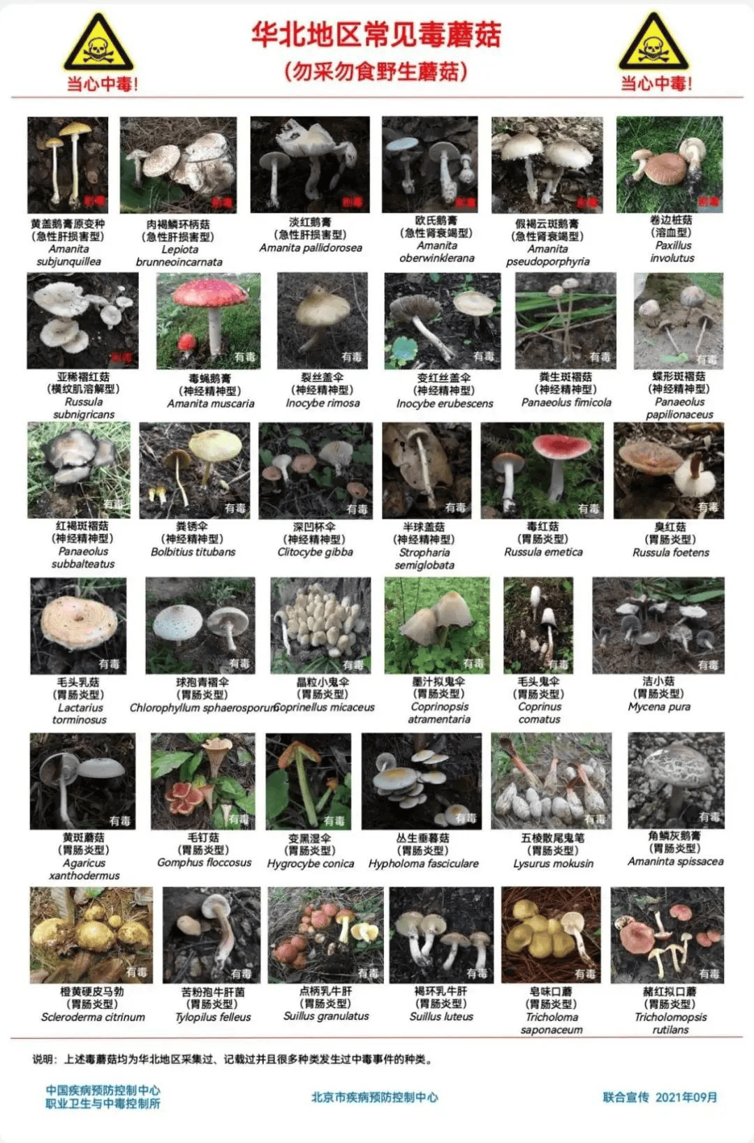 网红发文悼念婆婆：吃了邻居送的蘑菇中毒<strong></p>
<p>以太坊交易所</strong>，抢救四天四夜死亡！这些蘑菇避毒原则可能是陷阱→