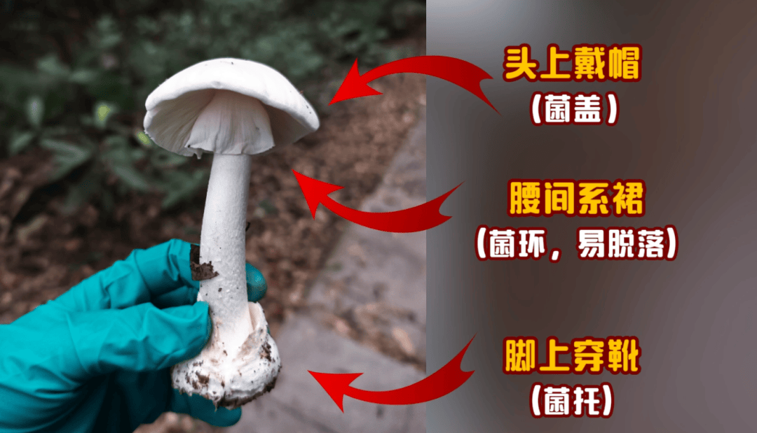 网红发文悼念婆婆：吃了邻居送的蘑菇中毒<strong></p>
<p>以太坊交易所</strong>，抢救四天四夜死亡！这些蘑菇避毒原则可能是陷阱→