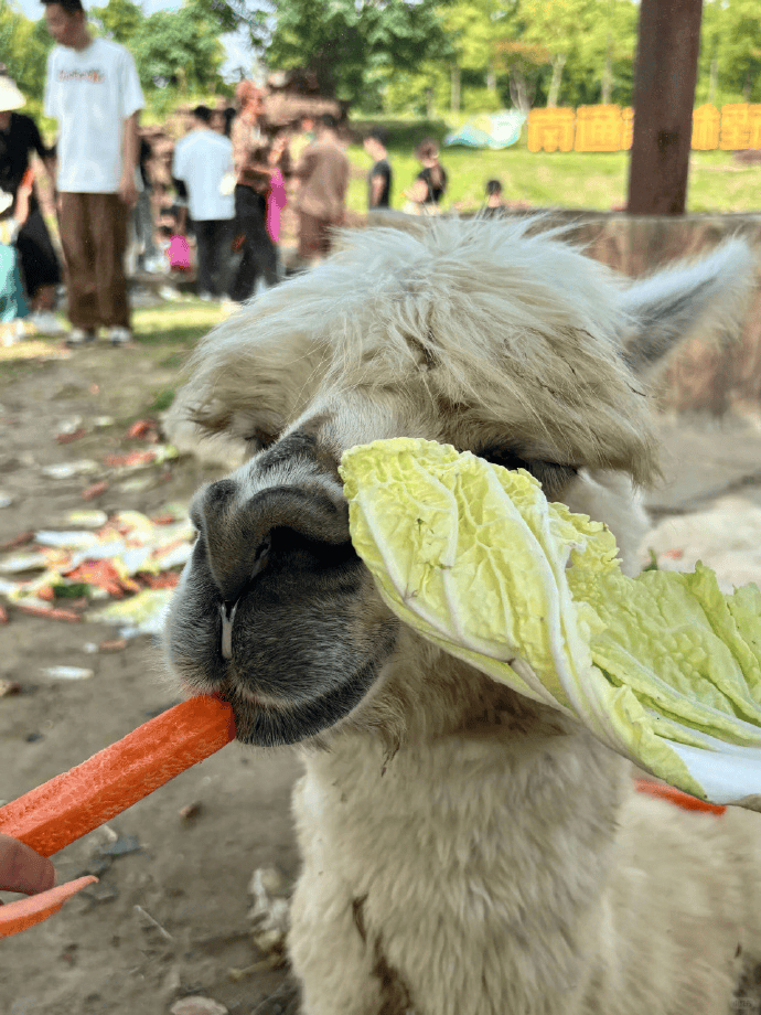 网友称南通一动物园羊驼被投喂吃撑倒地翻白眼<strong></p>
<p>瑞波币交易所</strong>,园方回应:确实是吃饱了,“不会撑死,旁边有饲养员在观察”